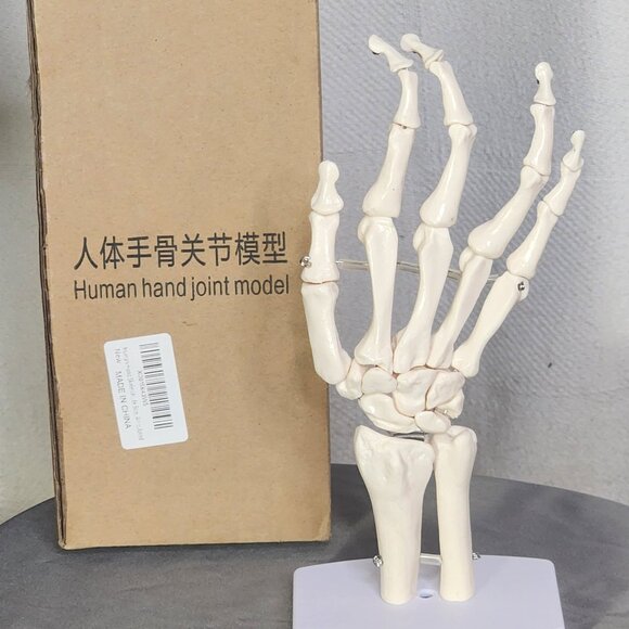 Human Hand Articulated Joint Model on Base - Picture 1 of 16
